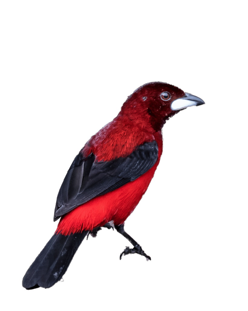 Asoma Terciopelo - (Ramphocelus dimidiatus) (1) Foto ave cardenal pico de plata, ave emblema del municipio de Arbeláez